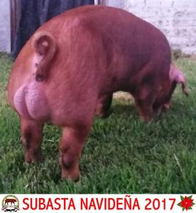 AJL17 032-07 Macho Duroc