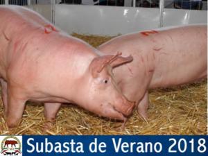 SUBASTA DE VERANO 2018.