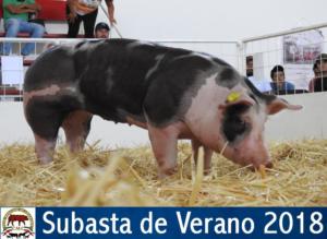 SUBASTA DE VERANO 2018.