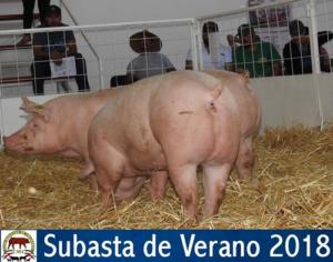 SUBASTA DE VERANO 2018.