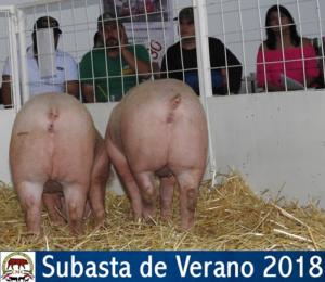 SUBASTA DE VERANO 2018.