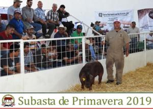 Subasta de Primavera 2019.