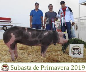 Subasta de Primavera 2019.