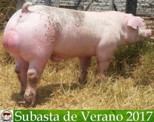 ERP16 078-10 Duroc Blanco A 383