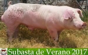 ERP16 078-10 Duroc Blanco A 383 