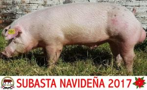 ERP17 A550 Macho Duroc Blanco