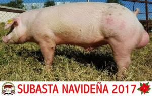 ERP17 A550 Macho Duroc Blanco 