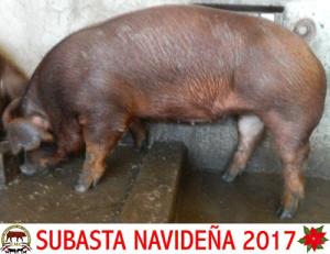 FSB17 004-04 Hembra Duroc