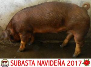 FSB17 004-06 Hembra Duroc