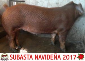 FSB17 004-07 Hembra Duroc 