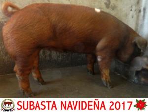 FSB17 005-02 Hembra Duroc 