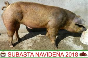 FSB18 081-04 Piet x Duroc