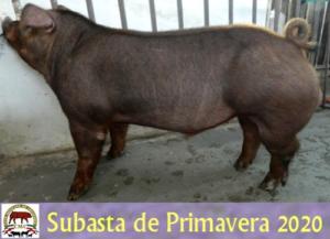 FSB19 007-01 Duroc 