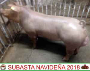 HGC18 A992 Pietrain x Duroc 