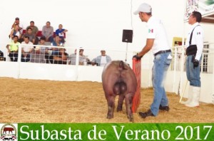 Subasta de Verano 2017