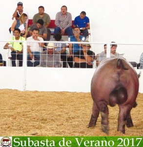 Subasta de Verano 2017