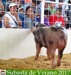 Subasta de Verano 2017