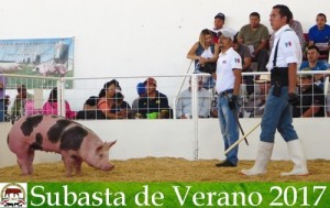 Subasta de Verano 2017