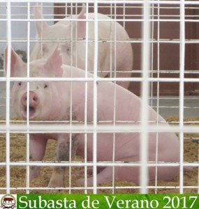 Subasta de Verano 2017