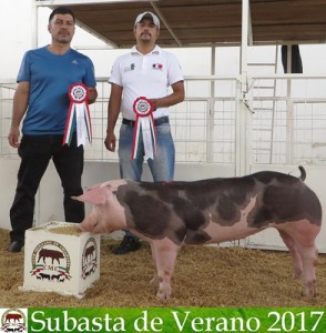 Subasta de Verano 2017