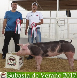 Subasta de Verano 2017