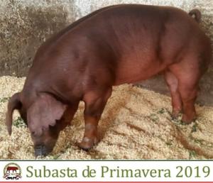 JCAP18 A16 Duroc