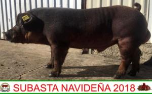 JJGG18 A518 Duroc 