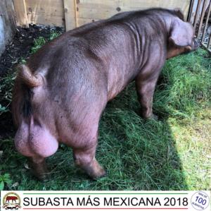 JJVV18 A20 Macho Duroc