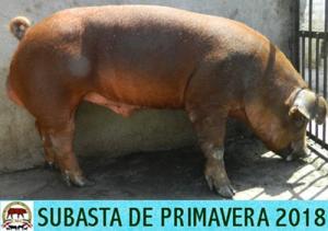 JRH17 007-03 Macho Duroc  