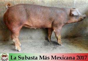 JRH17  002-07 Duroc