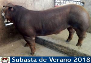 JRH17  008-07 Duroc b