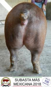 JRH18 005-02 h duroc