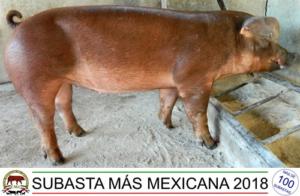 JRH18 duroc 005-05