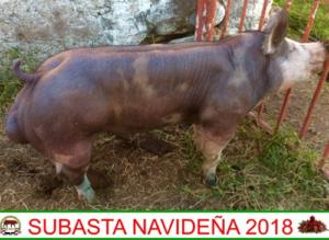 RTL18 A900 Pietrain x Duroc